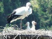 コウノトリ湿地ネットの取り組みについて～湿地づくりから生まれるつながり～
