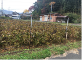 サルと人は、共生できるのでしょうか？